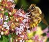 Bee on Thyme